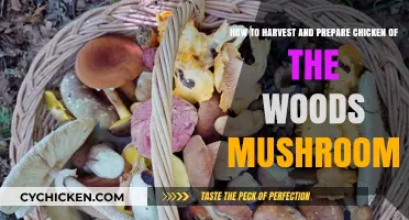 Foraging and Preparing Chicken of the Woods Mushrooms