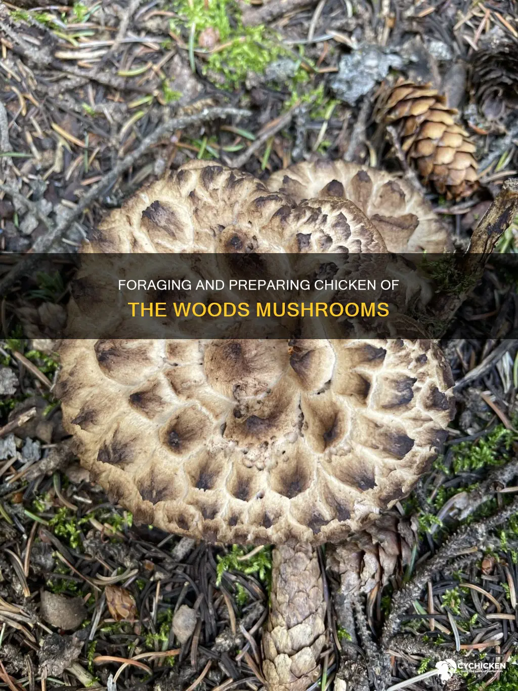 how to harvest and prepare chicken of the woods mushrooms
