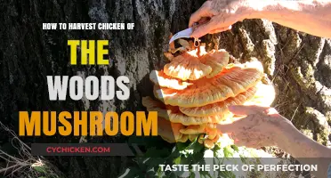 Harvesting Chicken of the Woods: A Beginner's Guide to Foraging