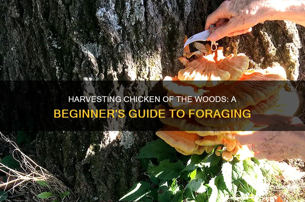 how to harvest chicken of the woods mushroom
