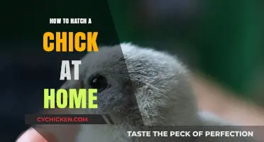 Hatching Chicks at Home: A Beginner's Guide to Incubation Success