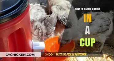 Hatching Chicks in Cups: A Simple Step-by-Step Guide