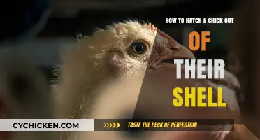 Hatching Chicks: A Guide to Shell Breaking