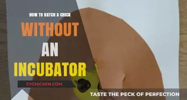 DIY Chick Hatching: Natural Methods Without an Incubator Guide