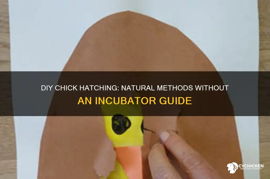 how to hatch a chick without an incubator