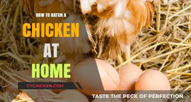 Hatching Chickens at Home: A Beginner's Guide to Incubation Success