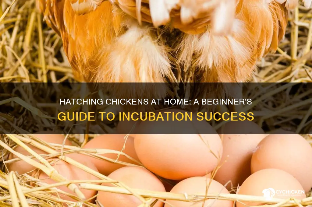 how to hatch a chicken at home
