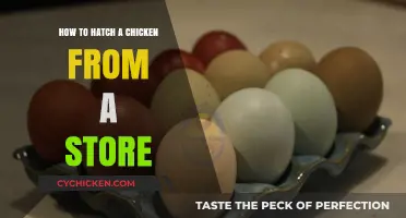 Hatching Store-Bought Chicken Eggs: A Beginner’s Step-by-Step Guide