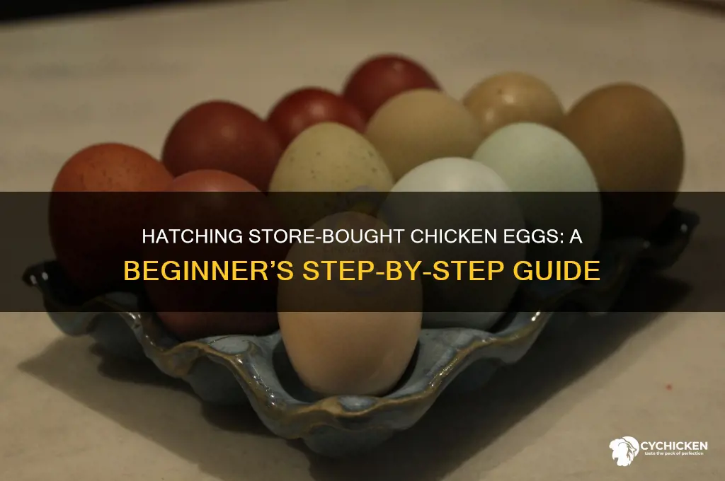 how to hatch a chicken from a store