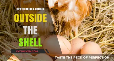 Hatching Chickens Without Shells: A Step-by-Step Guide to Success