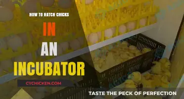 Mastering Chick Hatching: A Step-by-Step Incubator Guide for Beginners
