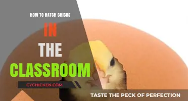 Hatching Chicks in the Classroom: A Step-by-Step Guide for Teachers