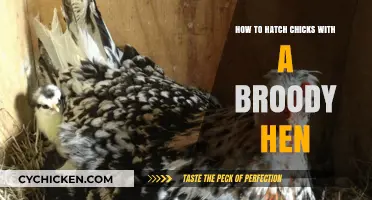 Hatching Chicks Naturally: A Guide to Using a Broody Hen