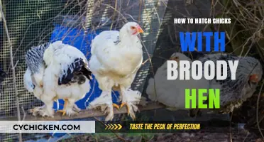 Hatching Chicks Naturally: A Guide to Using Broody Hens