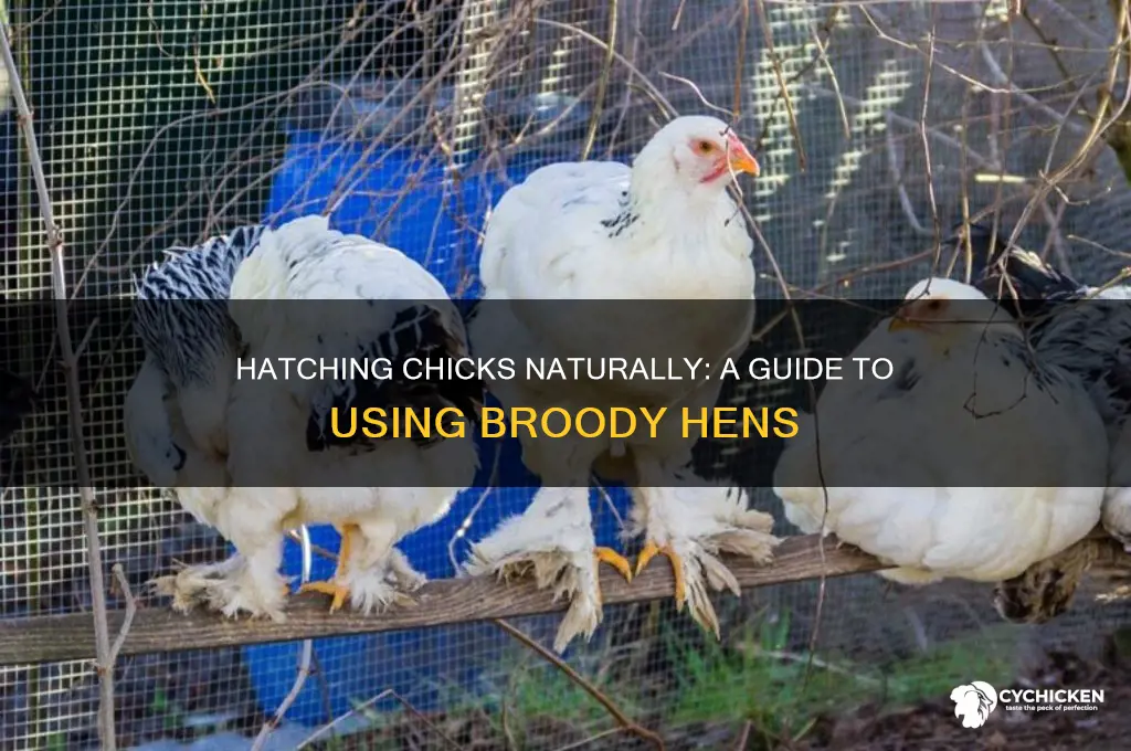 how to hatch chicks with broody hen