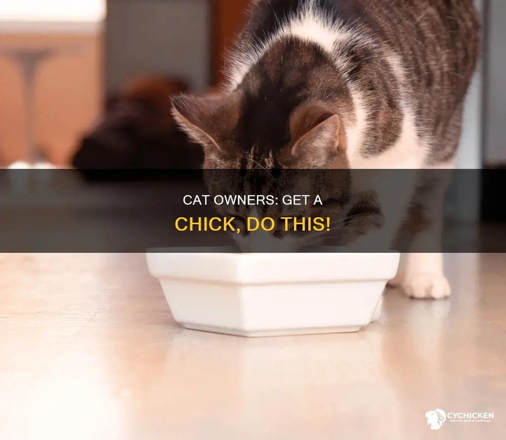 how to have a chick if you own a cat