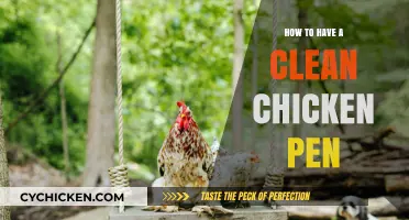 Maintaining a Spotless Chicken Coop: Simple Tips for a Clean Pen