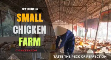 Starting Your Own Small Chicken Farm: Tips for Success