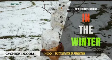 Winter Chick Care: Tips for Raising Healthy Chicks in Cold Weather