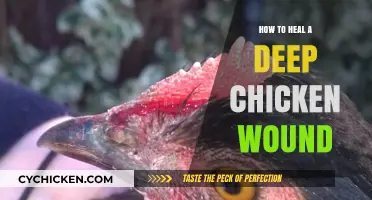 Effective Healing Techniques for Deep Chicken Wounds: A Comprehensive Guide