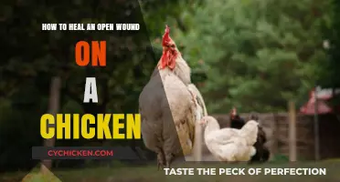 Healing Chicken Wounds: Quick and Easy Steps