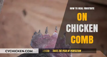 Healing Frostbitten Chicken Combs: Effective Remedies and Prevention Tips
