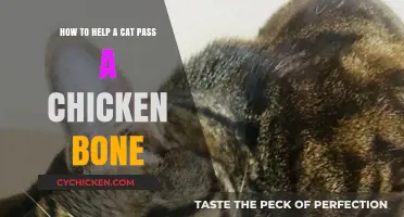 Natural Remedies to Help Your Cat Pass Chicken Bones