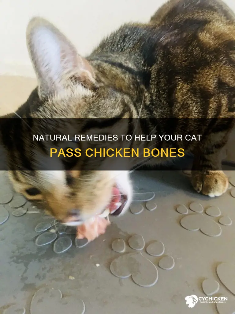 how to help a cat pass a chicken bone
