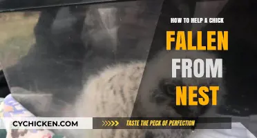 Rescuing Fallen Chicks: A Step-by-Step Guide to Safe Intervention