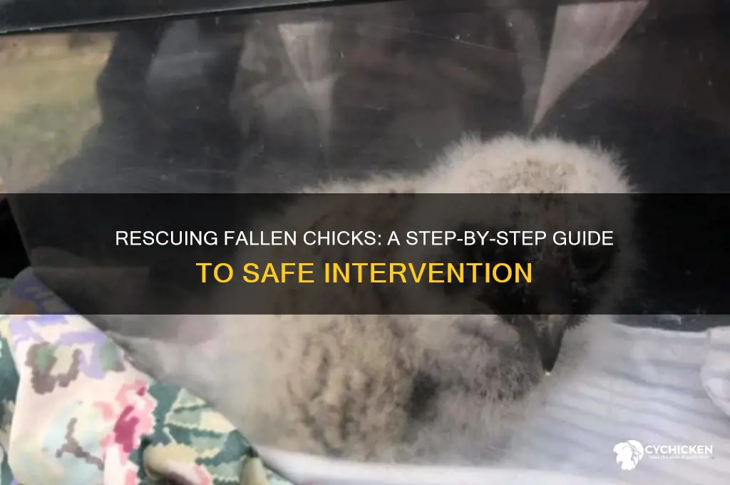 how to help a chick fallen from nest