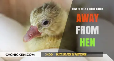 Helping Chicks Hatch: Aiding Nature Without Mom