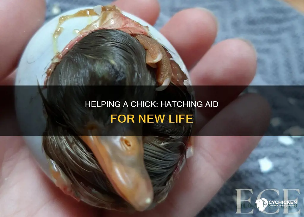 how to help a chick out of its shell
