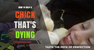 Saving Fragile Lives: Essential Steps to Help a Dying Chick