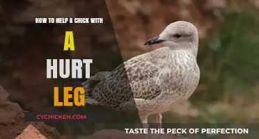 Heal Injured Chicks: Steps to Speedy Recovery