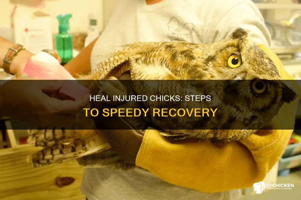 how to help a chick with a hurt leg