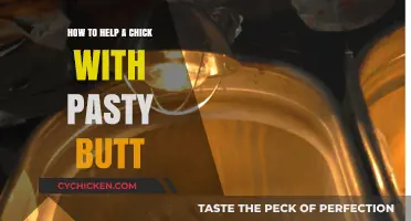 Caring for Chicks: Effective Solutions for Pasty Butt Issues