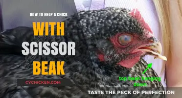 Correcting Scissor Beak in Chicks: A Step-by-Step Care Guide