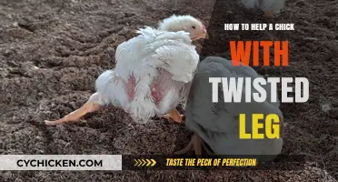 Healing Twisted Legs: A Guide to Helping Chicks Recover Safely