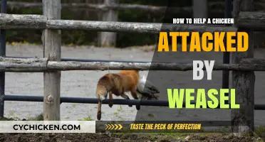 Emergency Care for Chickens Attacked by Weasels: Quick Steps to Help