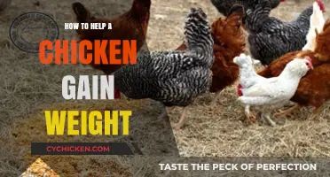 Effective Strategies to Help Your Chicken Gain Weight Healthily