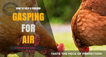 Emergency Care for Gasping Chickens: Quick Steps to Save Your Flock