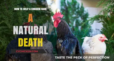 A Peaceful Passing: Helping Chickens Die Naturally