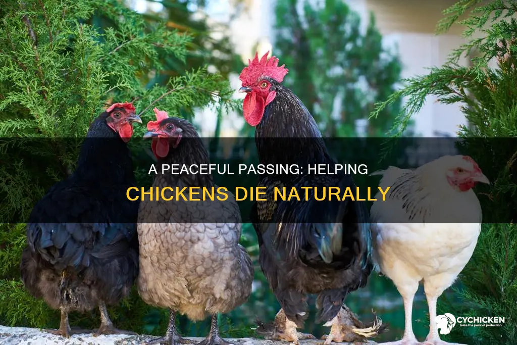 how to help a chicken have a natural death