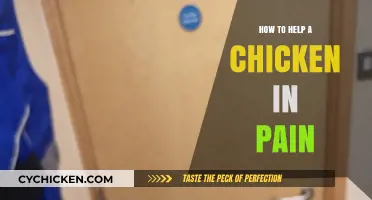 Easing Your Chicken's Discomfort: Compassionate Care for Pain Relief