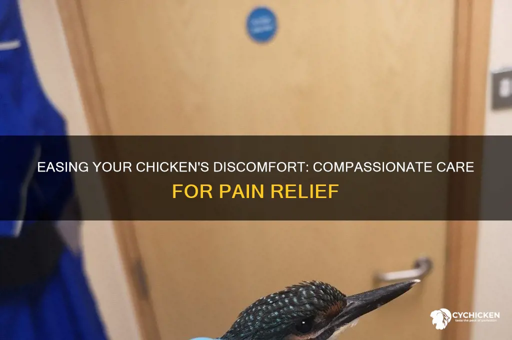 how to help a chicken in pain