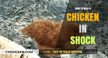 Emergency Care: How to Help a Chicken in Shock