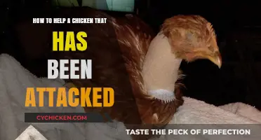 Helping an Injured Chicken: Quick Response Guide