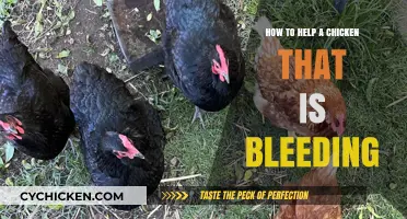 Emergency Care for Bleeding Chickens: Quick Steps to Save Your Flock