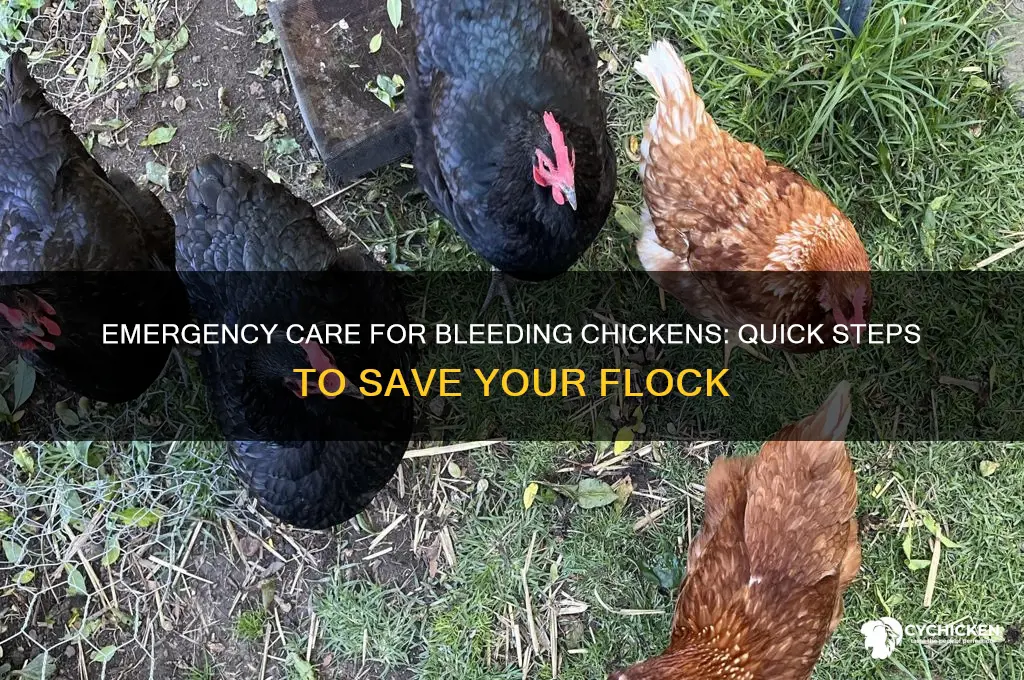 how to help a chicken that is bleeding