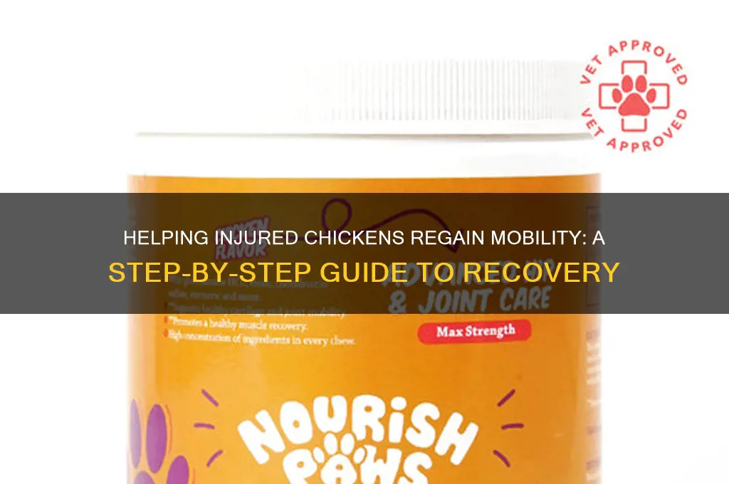 how to help a chicken walk again